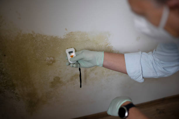 Mold Testing and Removal in Malabar, FL