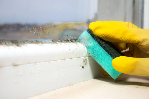 Best Black Mold Removal  in Malabar, FL
